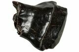 Fossil Nodosaur Tooth - Judith River Formation #313278-1